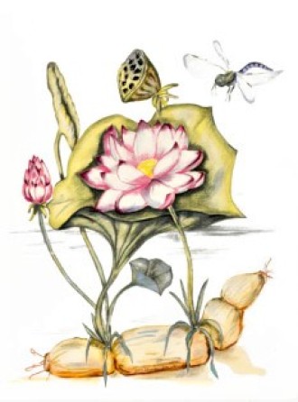 lotusbloem-met-wortel 1